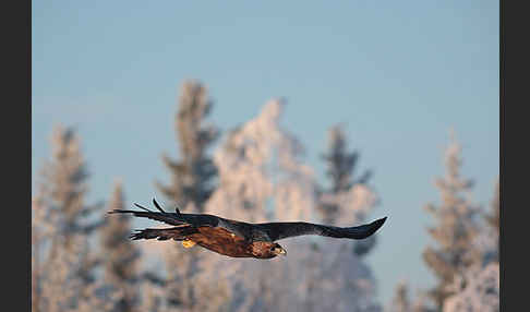 Steinadler (Aquila chrysaetos)