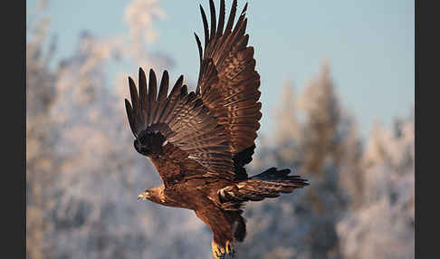 Steinadler (Aquila chrysaetos)