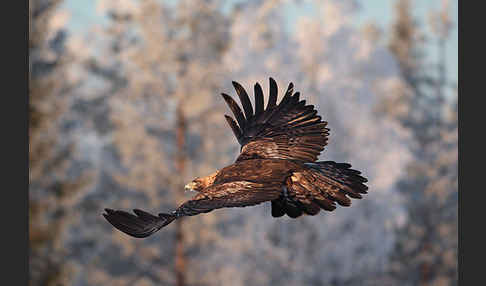 Steinadler (Aquila chrysaetos)