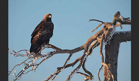 Steinadler (Aquila chrysaetos)