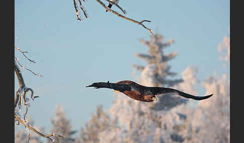 Steinadler (Aquila chrysaetos)