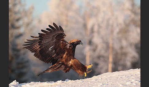 Steinadler (Aquila chrysaetos)