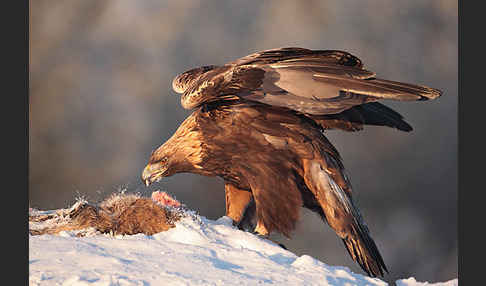 Steinadler (Aquila chrysaetos)