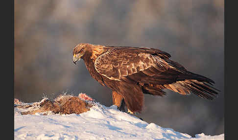 Steinadler (Aquila chrysaetos)