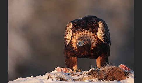 Steinadler (Aquila chrysaetos)