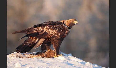 Steinadler (Aquila chrysaetos)