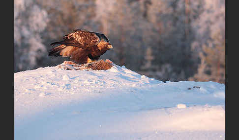 Steinadler (Aquila chrysaetos)