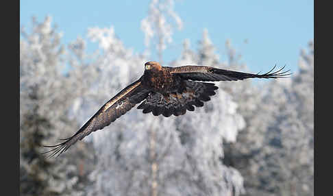 Steinadler (Aquila chrysaetos)