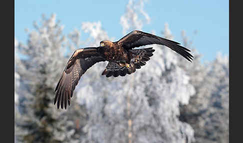 Steinadler (Aquila chrysaetos)