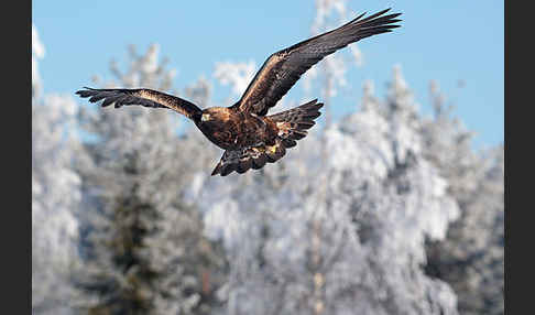 Steinadler (Aquila chrysaetos)