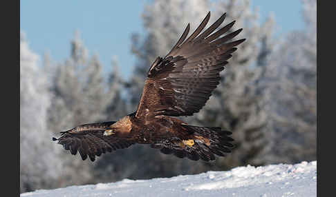 Steinadler (Aquila chrysaetos)