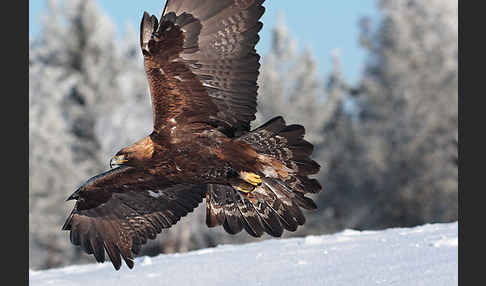 Steinadler (Aquila chrysaetos)