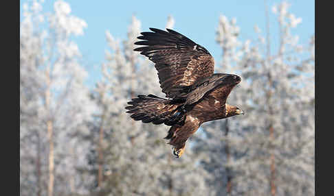 Steinadler (Aquila chrysaetos)