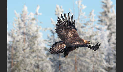 Steinadler (Aquila chrysaetos)