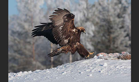 Steinadler (Aquila chrysaetos)