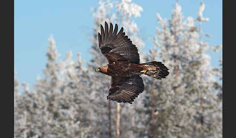 Steinadler (Aquila chrysaetos)