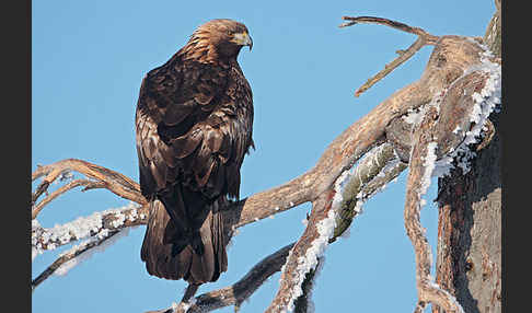 Steinadler (Aquila chrysaetos)