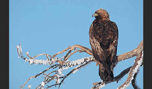 Steinadler (Aquila chrysaetos)