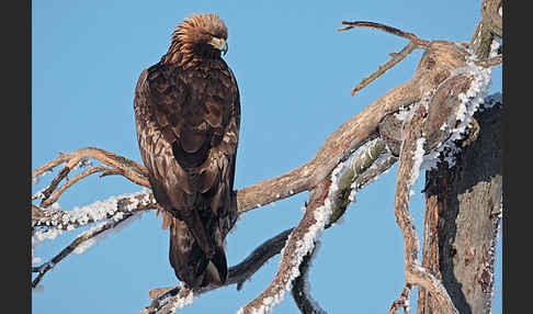 Steinadler (Aquila chrysaetos)