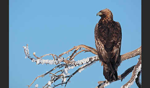 Steinadler (Aquila chrysaetos)