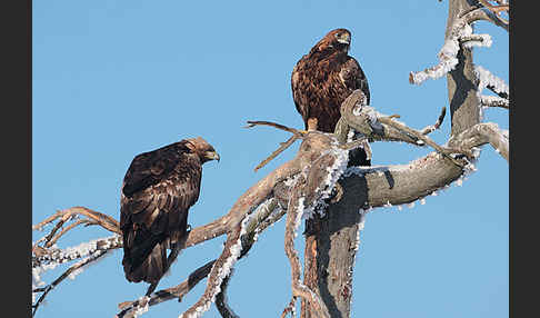 Steinadler (Aquila chrysaetos)