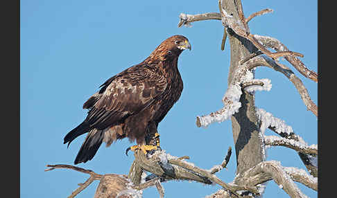 Steinadler (Aquila chrysaetos)