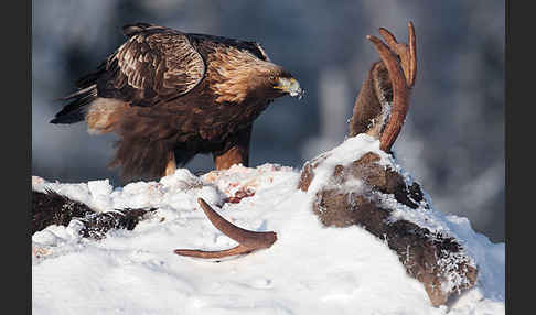 Elch (Alces alces)