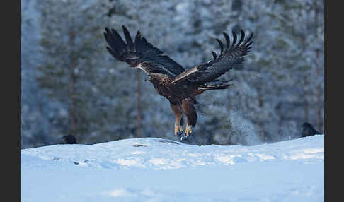 Steinadler (Aquila chrysaetos)