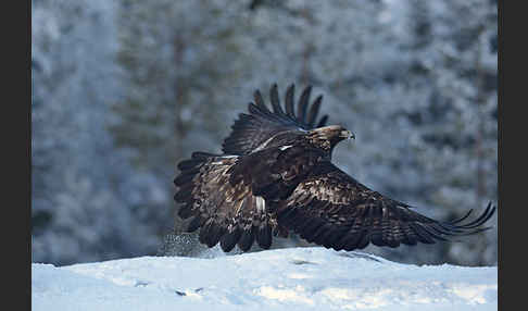 Steinadler (Aquila chrysaetos)