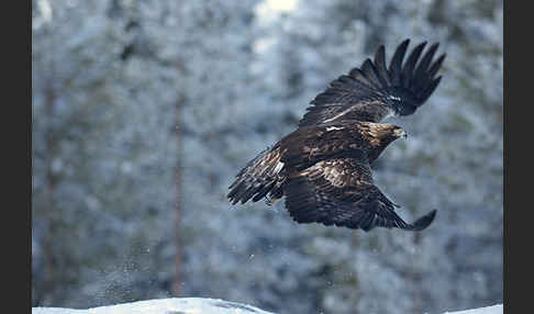 Steinadler (Aquila chrysaetos)