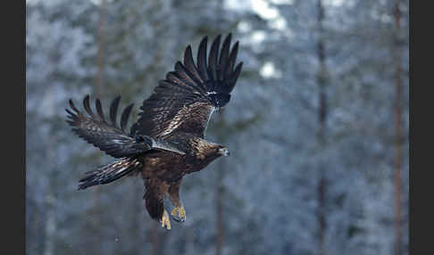 Steinadler (Aquila chrysaetos)