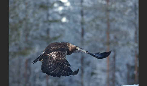 Steinadler (Aquila chrysaetos)