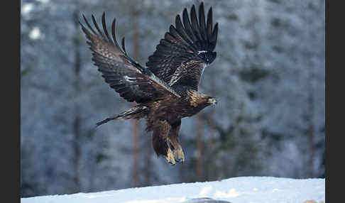 Steinadler (Aquila chrysaetos)