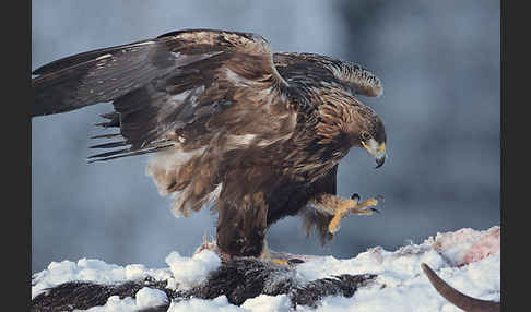 Steinadler (Aquila chrysaetos)