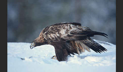 Steinadler (Aquila chrysaetos)