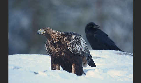 Steinadler (Aquila chrysaetos)