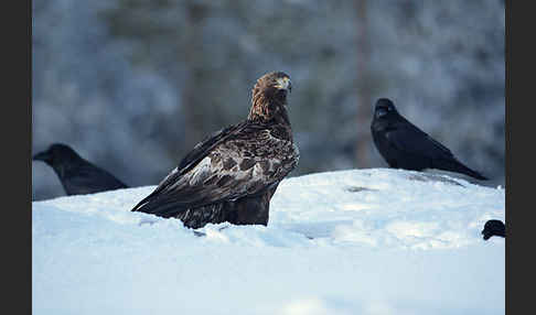 Steinadler (Aquila chrysaetos)