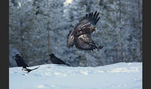 Steinadler (Aquila chrysaetos)