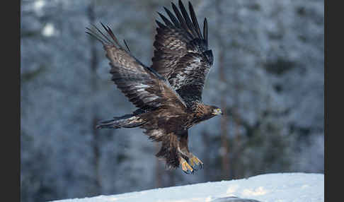 Steinadler (Aquila chrysaetos)