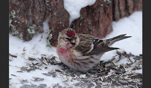 Birkenzeisig (Acanthis flammea)