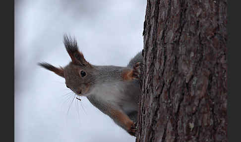 Eichhörnchen (Sciurus vulgaris)