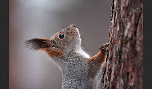 Eichhörnchen (Sciurus vulgaris)