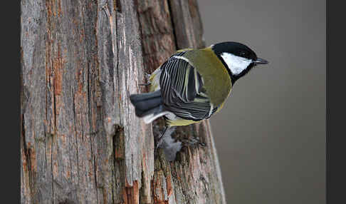 Kohlmeise (Parus major)