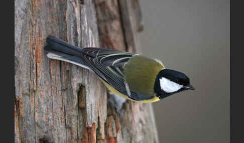 Kohlmeise (Parus major)