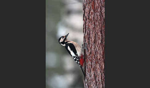 Buntspecht (Dendrocopos major)