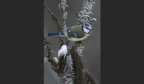 Blaumeise (Parus caeruleus)