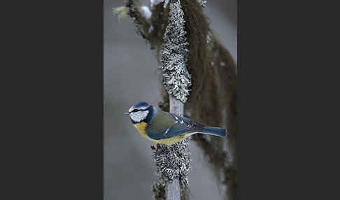 Blaumeise (Parus caeruleus)