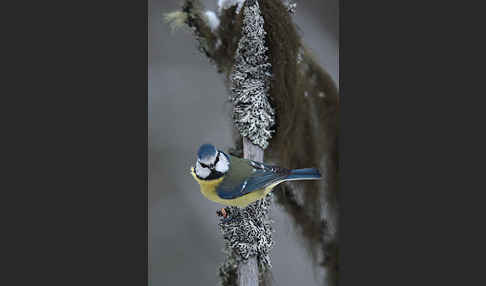 Blaumeise (Parus caeruleus)