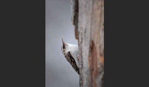 Waldbaumläufer (Certhia familiaris)