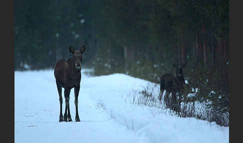 Elch (Alces alces)